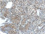 MYDGF Antibody in Immunohistochemistry (Paraffin) (IHC (P))