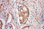 MYDGF Antibody in Immunohistochemistry (Paraffin) (IHC (P))