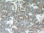 MYDGF Antibody in Immunohistochemistry (Paraffin) (IHC (P))