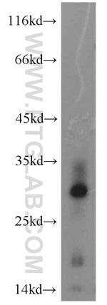MYDGF Antibody in Western Blot (WB)