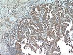 ART5 Antibody in Immunohistochemistry (Paraffin) (IHC (P))