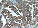 ART5 Antibody in Immunohistochemistry (Paraffin) (IHC (P))