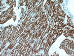 ART5 Antibody in Immunohistochemistry (Paraffin) (IHC (P))