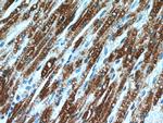 ART5 Antibody in Immunohistochemistry (Paraffin) (IHC (P))