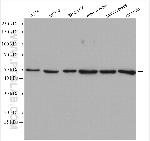 Dynamitin (1-401 AA) Antibody in Western Blot (WB)