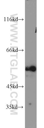 MCRS1 Antibody in Western Blot (WB)