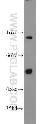 MCRS1 Antibody in Western Blot (WB)