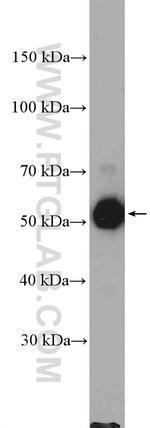 MCRS1 Antibody in Western Blot (WB)