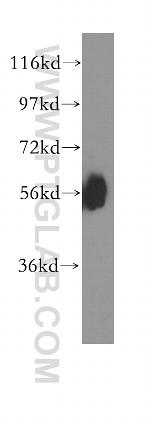 MCRS1 Antibody in Western Blot (WB)