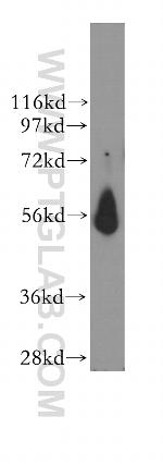 MCRS1 Antibody in Western Blot (WB)