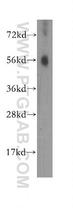 MCRS1 Antibody in Western Blot (WB)