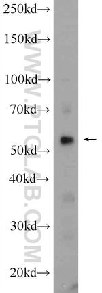 MCRS1 Antibody in Western Blot (WB)