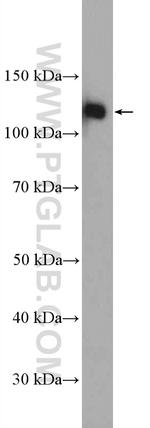 ARHGEF1 Antibody in Western Blot (WB)