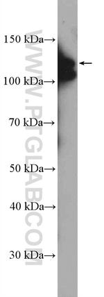 ARHGEF1 Antibody in Western Blot (WB)