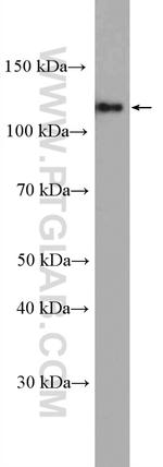 ARHGEF1 Antibody in Western Blot (WB)