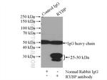 RYBP Antibody in Immunoprecipitation (IP)