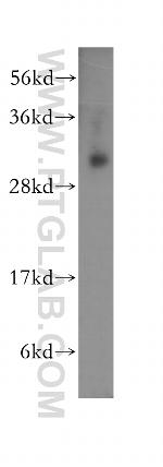 RYBP Antibody in Western Blot (WB)