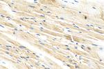 HINT3 Antibody in Immunohistochemistry (Paraffin) (IHC (P))