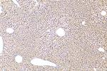 HINT3 Antibody in Immunohistochemistry (Paraffin) (IHC (P))