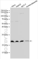 HINT3 Antibody in Western Blot (WB)