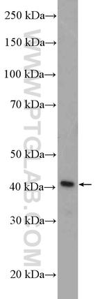 SEPT1 Antibody in Western Blot (WB)