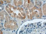 HPS6 Antibody in Immunohistochemistry (Paraffin) (IHC (P))