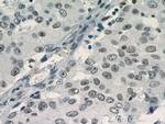 TLE3 Antibody in Immunohistochemistry (Paraffin) (IHC (P))
