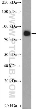 TLE3 Antibody in Western Blot (WB)