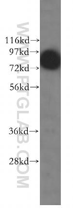 TLE3 Antibody in Western Blot (WB)