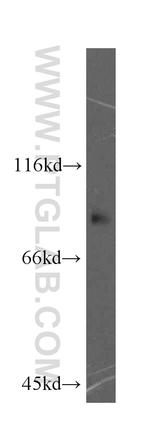 TLE3 Antibody in Western Blot (WB)