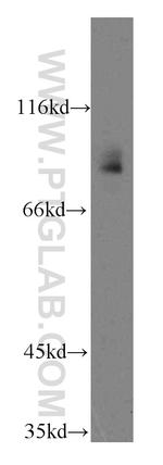 TLE3 Antibody in Western Blot (WB)