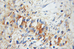 UBE2D1 Antibody in Immunohistochemistry (Paraffin) (IHC (P))