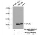 UBE2D1 Antibody in Immunoprecipitation (IP)
