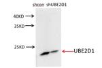 UBE2D1 Antibody in Western Blot (WB)