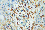 ZNF266 Antibody in Immunohistochemistry (Paraffin) (IHC (P))