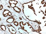 SULT1A4 Antibody in Immunohistochemistry (Paraffin) (IHC (P))