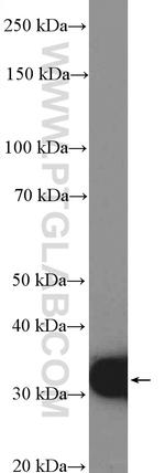 SULT1A4 Antibody in Western Blot (WB)