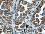 ARHGEF5 Antibody in Immunohistochemistry (Paraffin) (IHC (P))