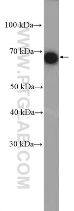 EHD4 Antibody in Western Blot (WB)