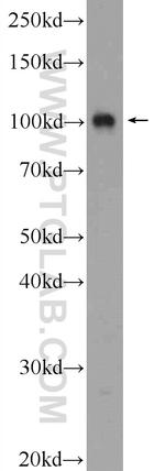 PWP2 Antibody in Western Blot (WB)