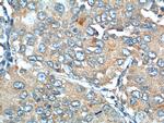 EPCR Antibody in Immunohistochemistry (Paraffin) (IHC (P))