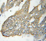 NT5C3 Antibody in Immunohistochemistry (Paraffin) (IHC (P))