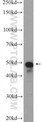 GKAP1 Antibody in Western Blot (WB)
