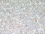 SEPT2 Antibody in Immunohistochemistry (Paraffin) (IHC (P))