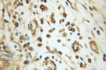 NMNAT1 Antibody in Immunohistochemistry (Paraffin) (IHC (P))