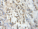 ASRGL1 Antibody in Immunohistochemistry (Paraffin) (IHC (P))