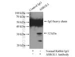 ASRGL1 Antibody in Immunoprecipitation (IP)