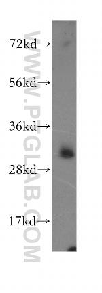 ASRGL1 Antibody in Western Blot (WB)