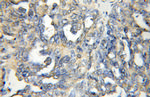 alpha Adaptin Antibody in Immunohistochemistry (Paraffin) (IHC (P))