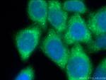 EEF1A1 Antibody in Immunocytochemistry (ICC/IF)